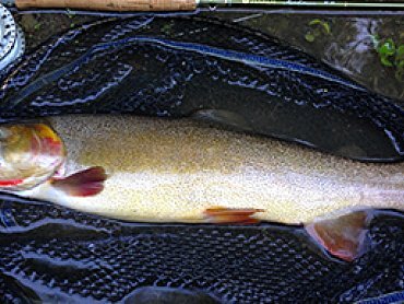 timthumb-5 timthumb-5