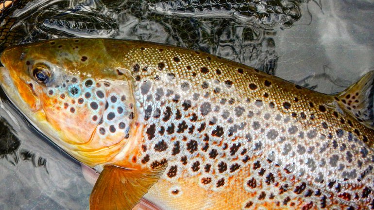 Marcatura Trote ❒ tailwatersieve.it